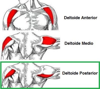 Musculo del deldoide