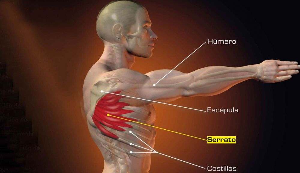 Musculo serrato anterior