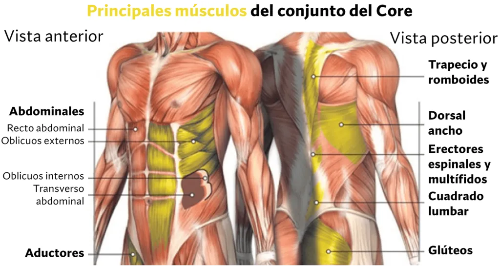 Musculos que conforman el core