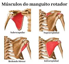 Musculo del manguito rotador
