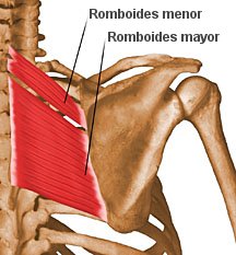 Musculó del romboides