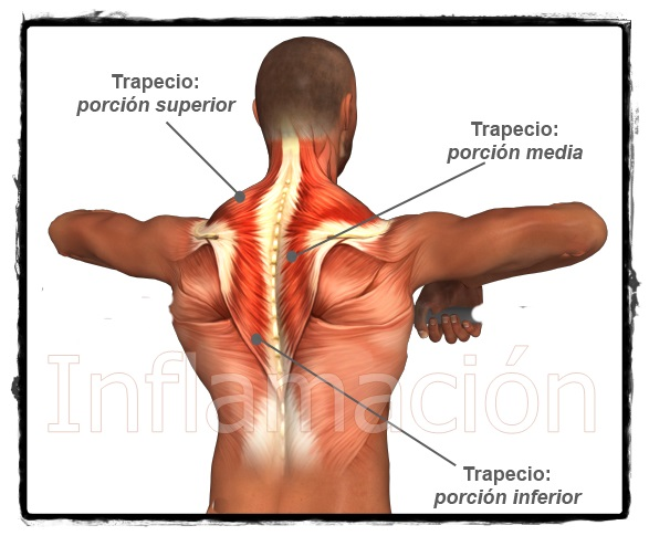 Músculos del trapecio